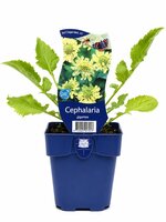 Cephalaria gigantea