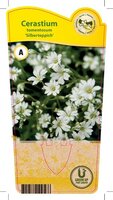 Cerastium tom. 'Silberteppich'