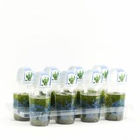 Ceratophyllum demersum