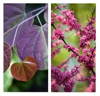 Cercis can. 'Forest Pansy'