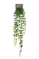 Ceropegia hanger l70cm groen