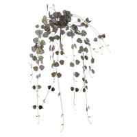 Ceropegia rank l60cm hanger (Zijde-plant)