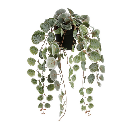 Ceropegia woodii l46b12h10cm groen