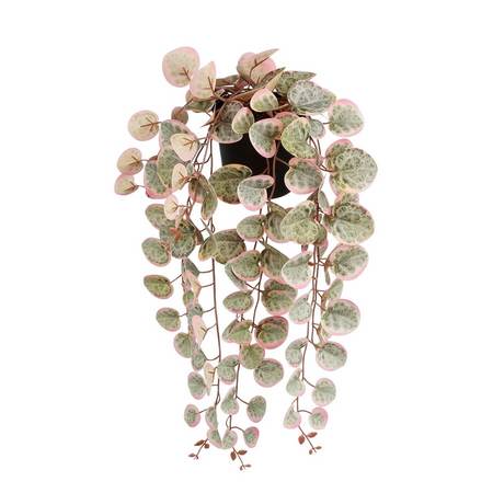 Ceropegia woodii l46b12h10cm roze