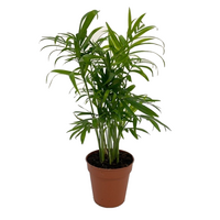 Chamaedorea elegans pot 9cm