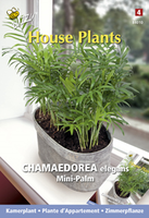 Chamaedorea minipalm 15zd - afbeelding 4