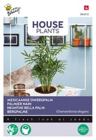 Chamaedorea minipalm 15zd