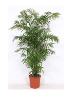 Chamaedorea seifrizii