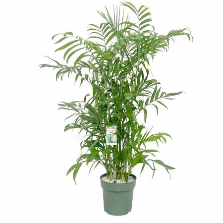 Chameadorea Seifrizii