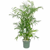 Chameadorea Seifrizii