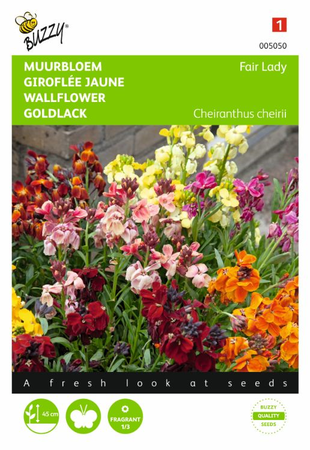 Cheiranthus cheirii fair lady 1.5gram - afbeelding 1