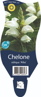 Chelone obliqua 'Alba'