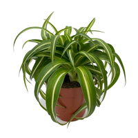 Chlorophytum bonnie. pot 12cm