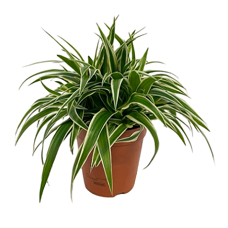 Chlorophytum com. 'Ocean' pot 15 cm