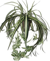 Chlorophytum hang in pot d45cm groen (Zijde-plant) - afbeelding 2