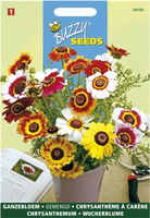 Chrysanthemum carinatum mix 1gram - afbeelding 3