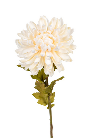 Chrysantsteel l60cm creme