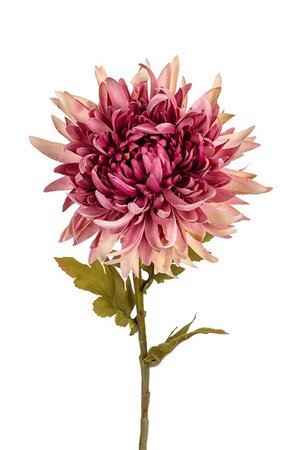 Chrysantsteel l62cm oud roze