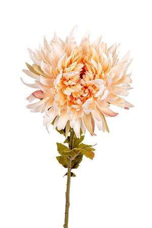 Chrysantsteel l62cm zalm