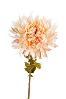 Chrysantsteel l62cm zalm