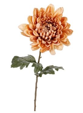 Chrysantsteel l69cm bruin