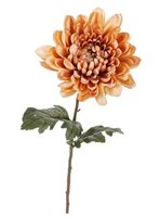 Chrysantsteel l69cm bruin