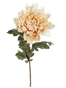 Chrysantsteel l69cm creme