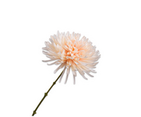 Chrysanttak l62cm creme