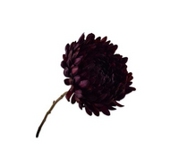 Chrysanttak l76cm bordeaux