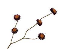 Chrysanttak l79cm paars