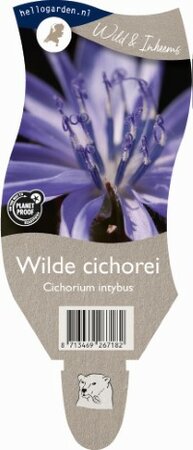 Cichorium intybus