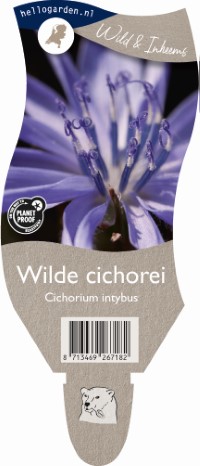Cichorium intybus