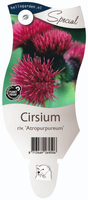Cirsium rivulare 'Atropurpureum'