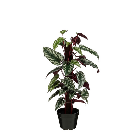 Cissus in pot d30h60cm groen