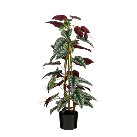 Cissus in pot d35h91cm groen