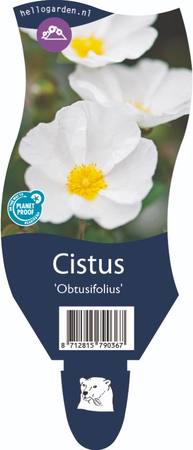 Cistus 'Obtusifolius'