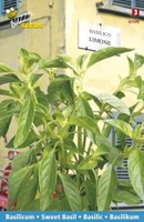 Citroenbasilicum 1.5g - afbeelding 3