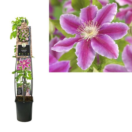 Clematis 'Dr Ruppel'