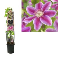 Clematis 'Dr Ruppel'