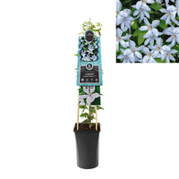 Clematis 'Fantastic Perfume'