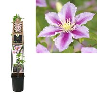 Clematis Piilu P23 3.0