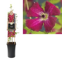 Clematis vit. Rubra P16 3.0
