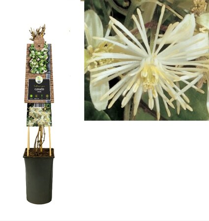 Clematis vitalba P16 3.0
