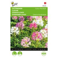 Cleome colour fountain mixed 0.5g - afbeelding 1