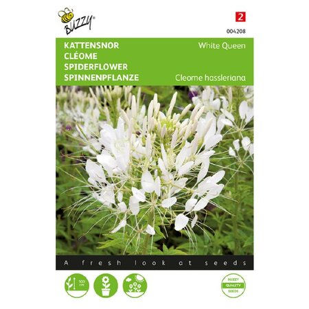 Cleome white queen 0.5g