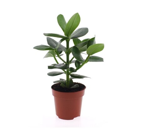 Clusia rosea 'Princess'