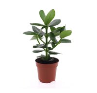Clusia rosea 'Princess'