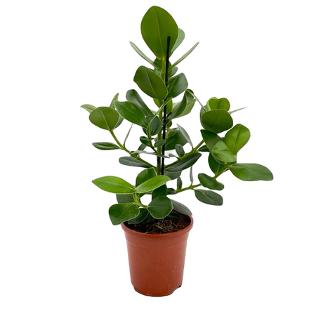 Clusia rosea 'Princess' pot 17 cm