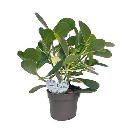 Clusia rosea variagata p12