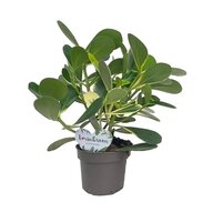 Clusia rosea variagata p12